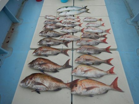 きずなまりん 釣果