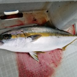 アマテラス 釣果