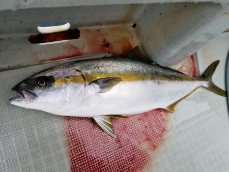 アマテラス 釣果