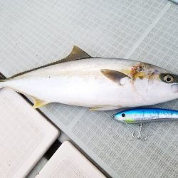 アマテラス 釣果