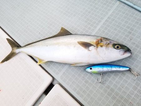 アマテラス 釣果