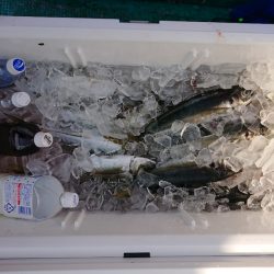 清和丸 釣果