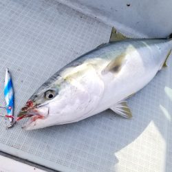 アマテラス 釣果