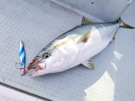 アマテラス 釣果