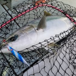 アマテラス 釣果