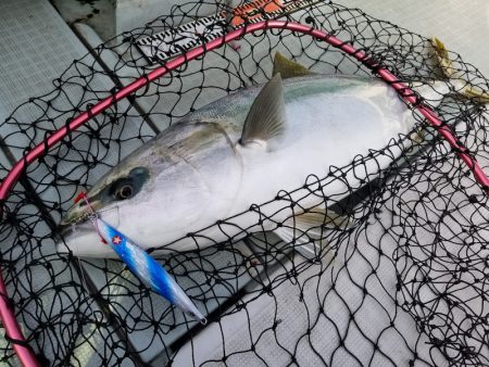 アマテラス 釣果