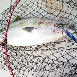 アマテラス 釣果