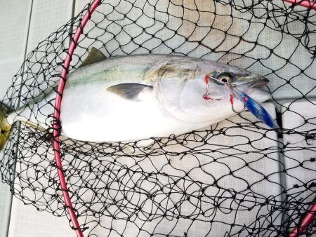 アマテラス 釣果