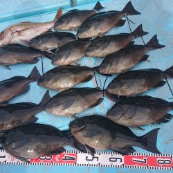 シースナイパー海龍 釣果