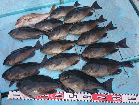 シースナイパー海龍 釣果