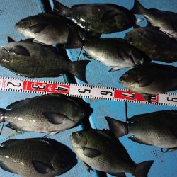 シースナイパー海龍 釣果