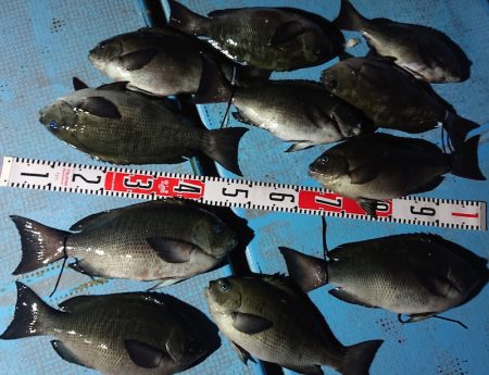 シースナイパー海龍 釣果