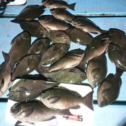 シースナイパー海龍 釣果