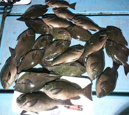 シースナイパー海龍 釣果