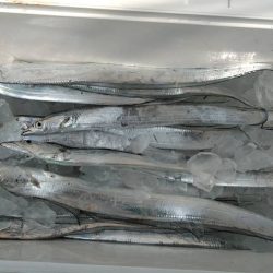 Big One ビッグワン 釣果