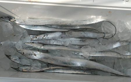 Big One ビッグワン 釣果