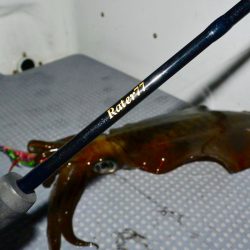 South Current 釣果