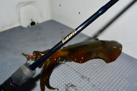 South Current 釣果