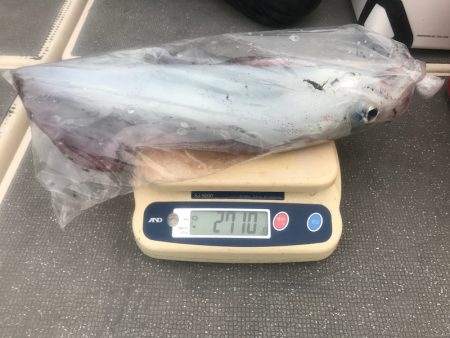 South Current 釣果