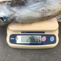 South Current 釣果