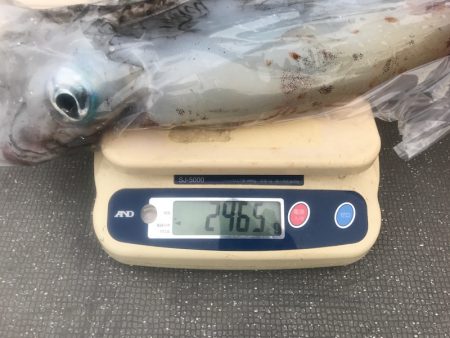 South Current 釣果