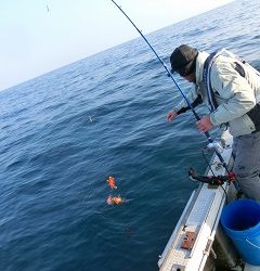 第二清洋丸 釣果