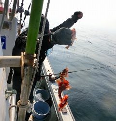 第二清洋丸 釣果