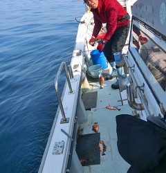 第二清洋丸 釣果