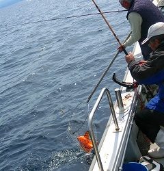 第二清洋丸 釣果