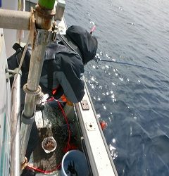 第二清洋丸 釣果