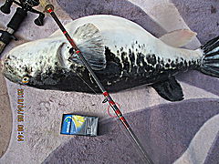 遊漁船 未紗奈 釣果