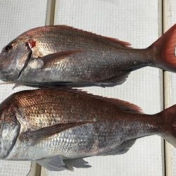 北斗 釣果