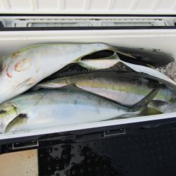 ジギング船 BLUEWATER 釣果