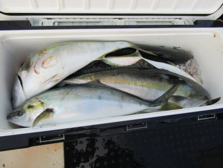 ジギング船 BLUEWATER 釣果