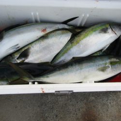 ジギング船 BLUEWATER 釣果