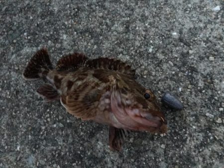 慣れない夜釣り