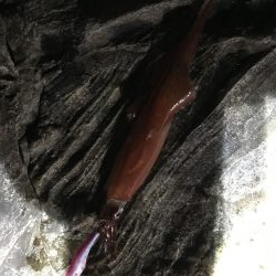 白浜日置に春イカをエギングで狙いに行った、、、ものの