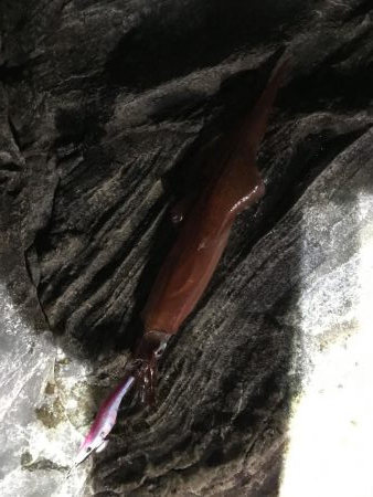白浜日置に春イカをエギングで狙いに行った、…