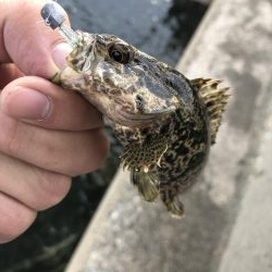 久しぶりの根魚