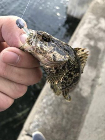 久しぶりの根魚