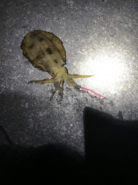 春イカ、、、のはずが寒波で激シブのエギング…