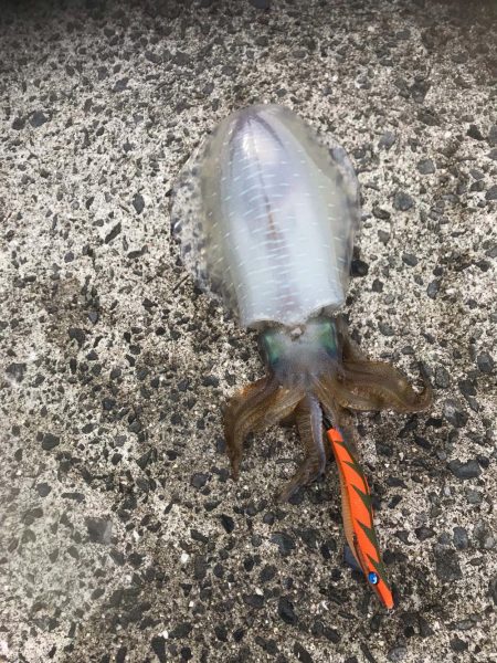 中紀ももう完全に春イカ開幕