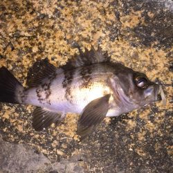 やったぜ！自己記録！！