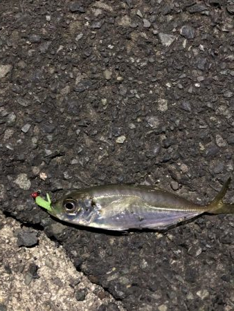 ナイトアジング