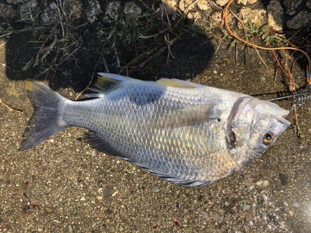 キビレ釣れた
