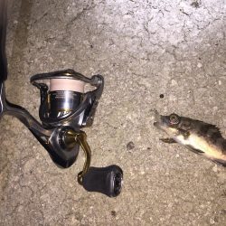 メバルの煮付けが食べたくて！