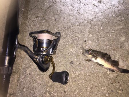 メバルの煮付けが食べたくて！