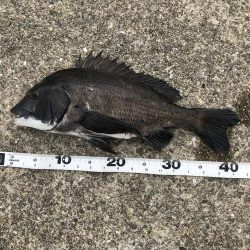 エビ撒きでハネ狙いがチヌとポン