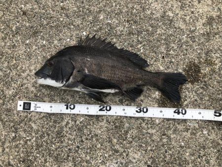 エビ撒きでハネ狙いがチヌとポン