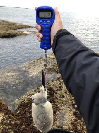 平成ラストエギング